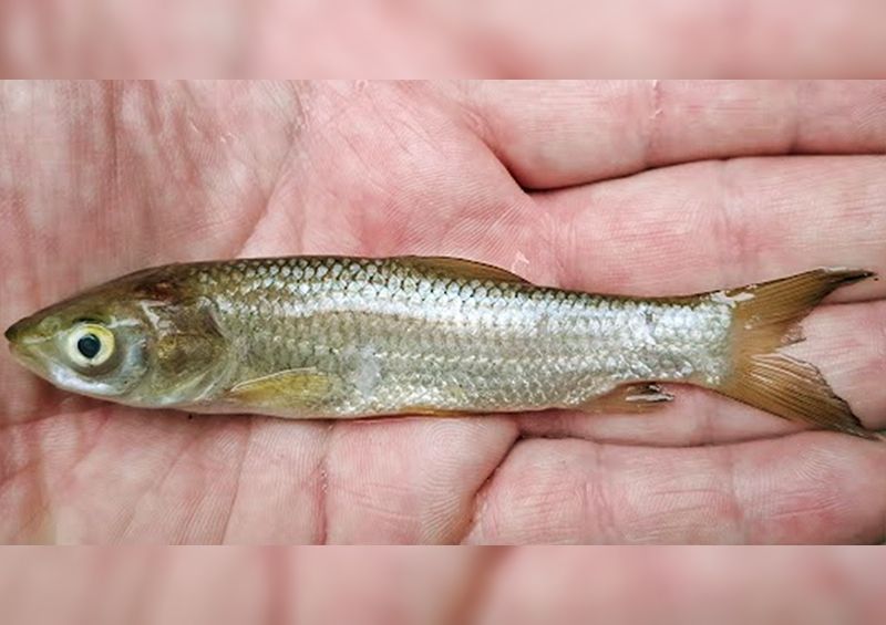 Igazolták az amur ívását több magyar folyóban is
