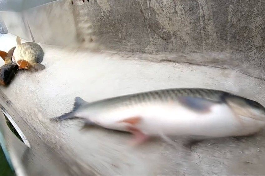 Felháborodott a halkutató az amur védelméről hozott szabályozáson 