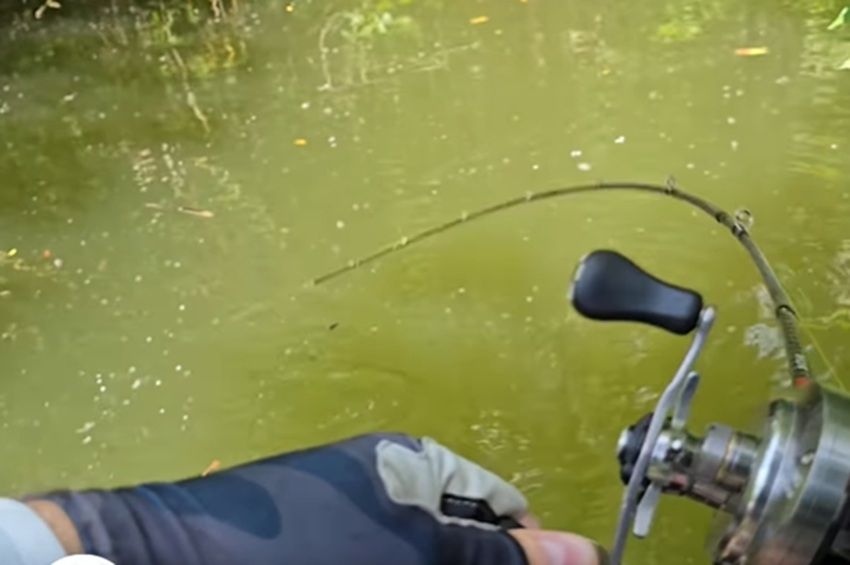 Brutálisan rávert az epres műcsalira a felszín alatt ólálkodó óriáshal – videóval