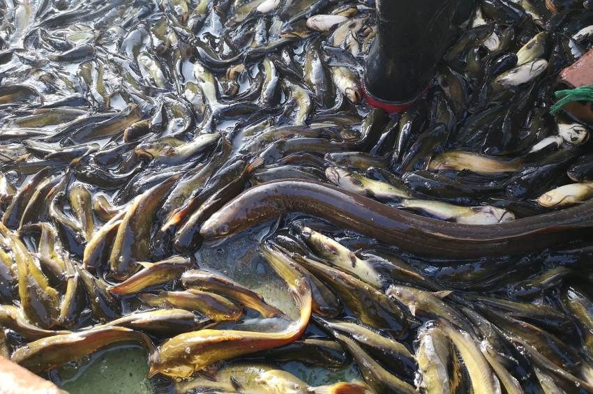 A törpeharcsák között találtak méretes angolnát a halászok az Atkai Holt-Tiszán