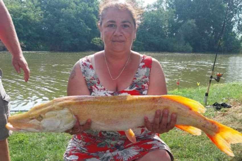 Dreamlike golden pike caught in Hungary