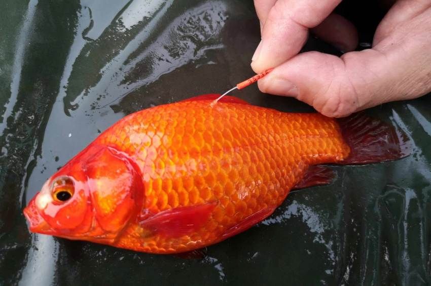 Egymillió forint ütheti a markát annak, aki kifogja a szegedi aranyhalat – fotókkal