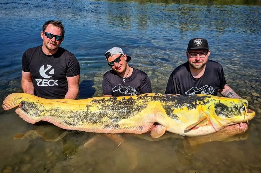 Aranyszínű álomharcsát hozott a húsvéti nyuszi az Ebro-folyón