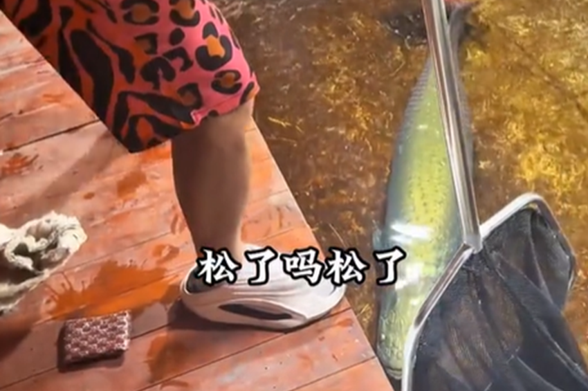 Videó: félelmetes mutatvány egy arapaima befogása
