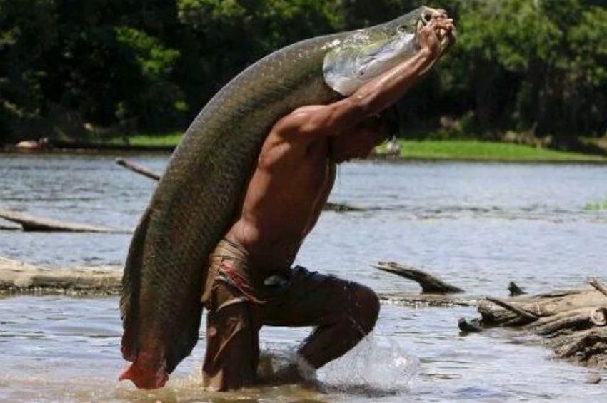 A halászok sem bírnak az Amazonas gigantikus halszörnyével 