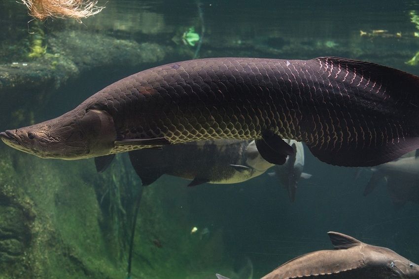 Az arapaima lehet a jövő édesvízi hala?