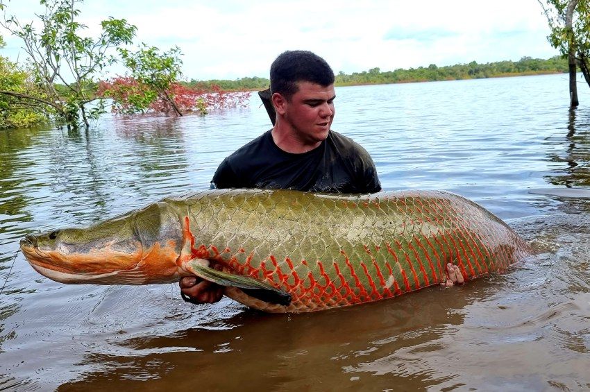 Újabb magyar horgász fogott gigantikus arapaimát