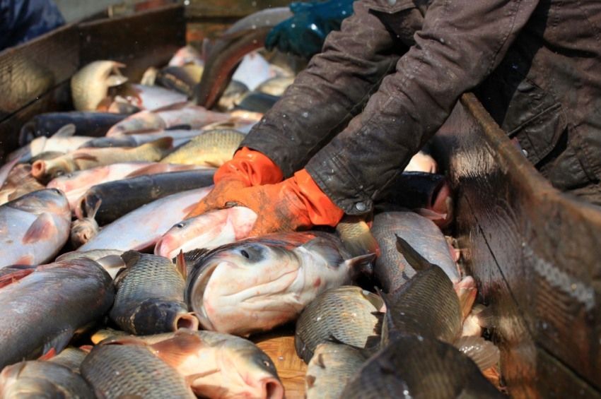 Elindult az árverés: lehalászott halakra lehet licitálni az interneten 