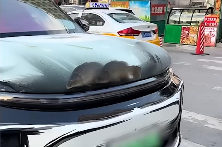 Videó: pontyokat telepített autója motorháztetőjébe egy kínai horgász
