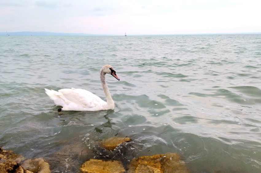 Klímavédelmi fejlesztések a Balatonnál 