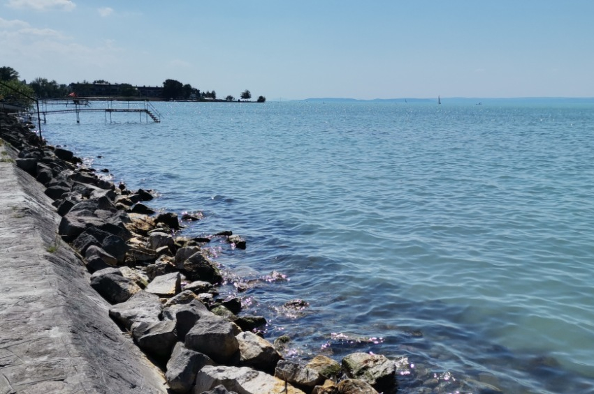 Halfarkast észleltek a Balatonnál