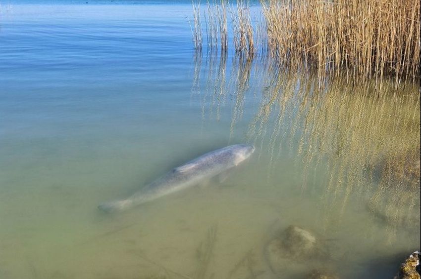 Óriásbusa napozott a balatonlellei szabadstrandon 