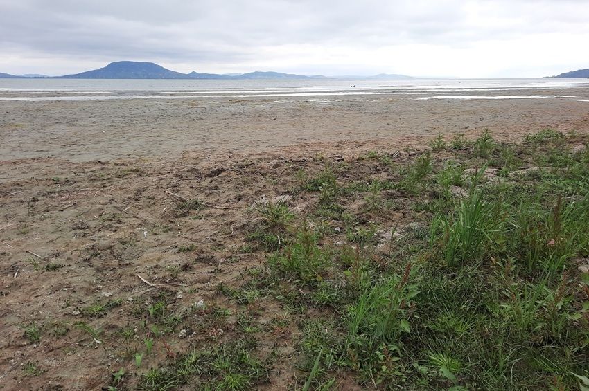 Száraz lábbal sétálhatunk a 66 centis Balatonban – fotókkal, videóval 
