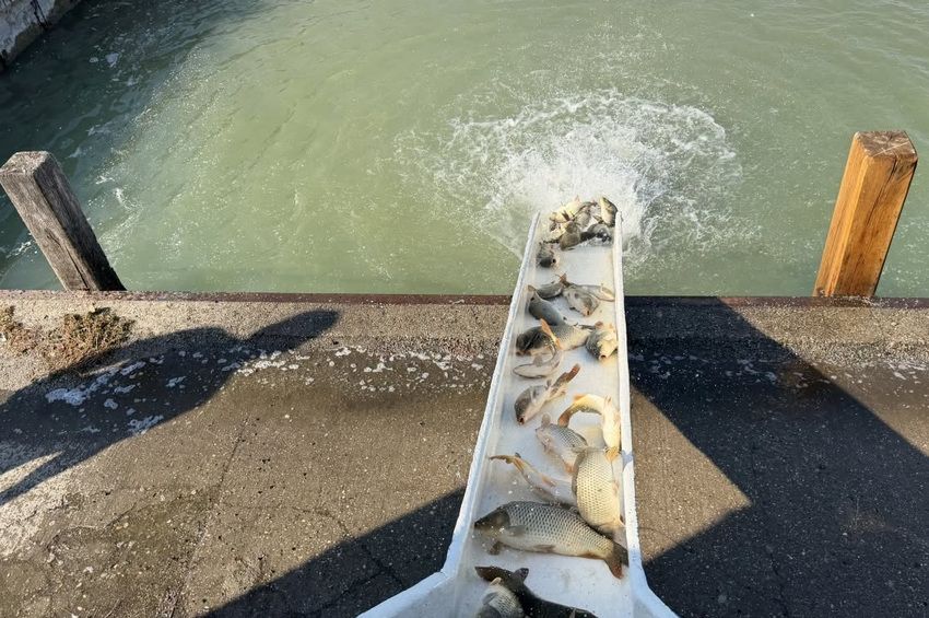 Már csaknem 35 tonna pontyot telepítettek októberben a Balatonba