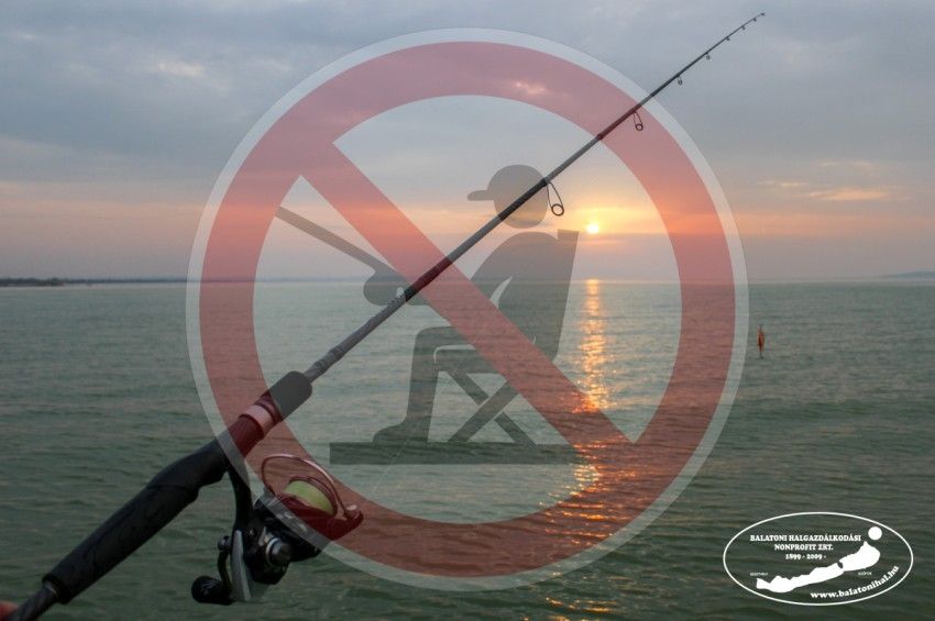 Nem csak megtartani, horgászni is tilos a ragadozó halakra a Balatonon