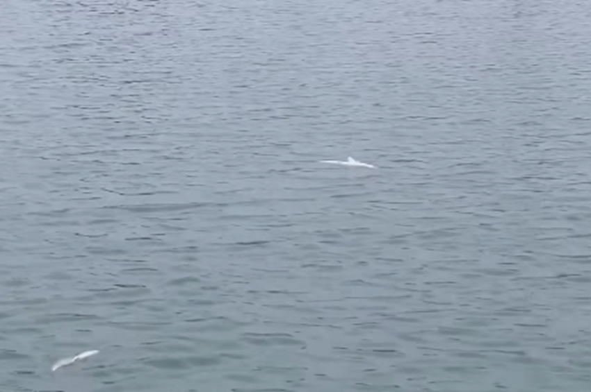 Pipáló keszegek és „kipartoló” süllők jelezték az oxigénhiányt Balatonaligán – videóval