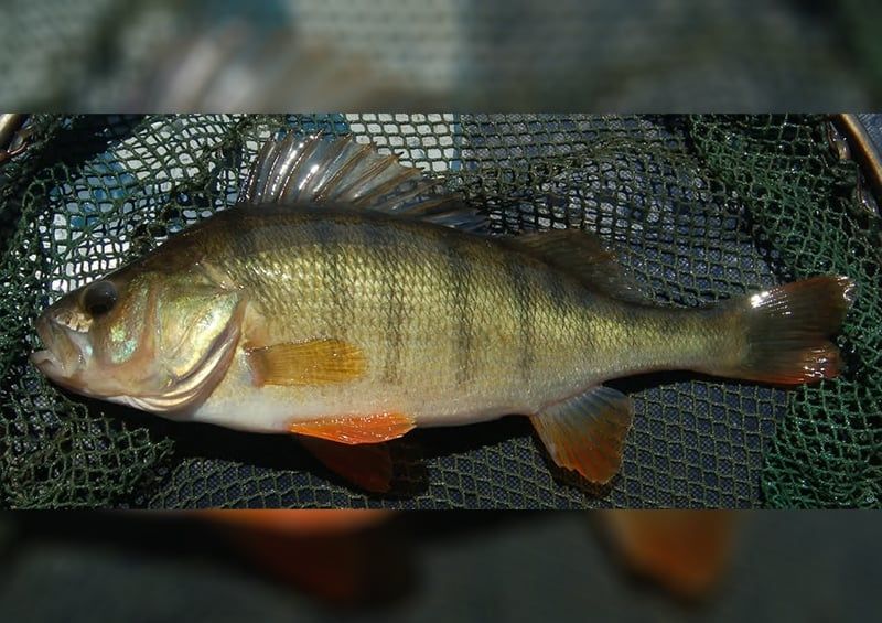 Egyedi evolúciós örökséget hordoznak a balatoni sügérek