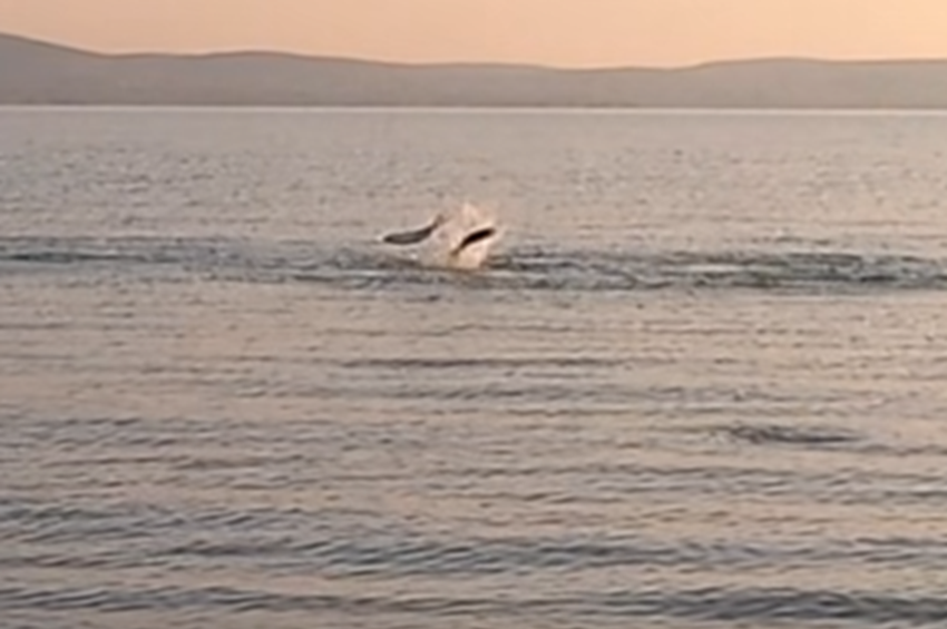 Videó: brutális kishalfoci a Balatonon, majdnem elrontotta a rutinos pergető