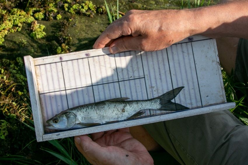 Soha nem látott ütemben növekednek a Tisza-tavi ivadékok – fotókkal 