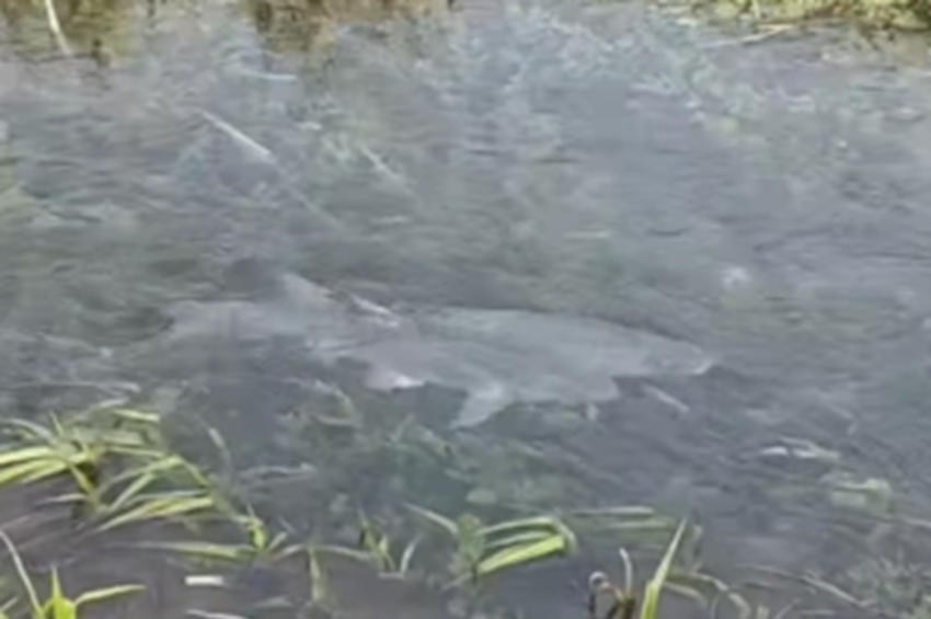Videó: Balatonba torkolló pataknál vették fel a balinok ívását