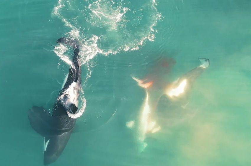 Most először filmezék le, ahogy kardszárnyú delfinek végeznek egy cápával – drónvideó