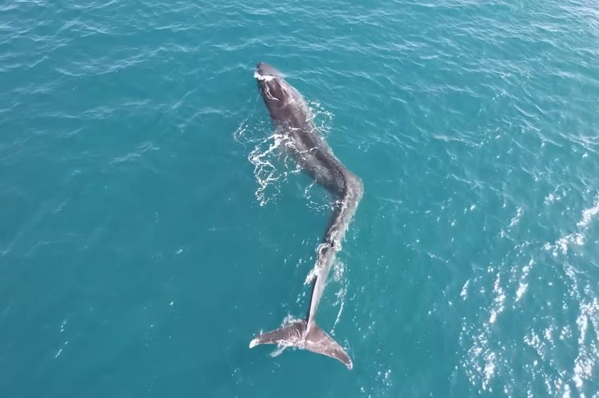 Eldeformálódott gerincű bálnát vettek videóra