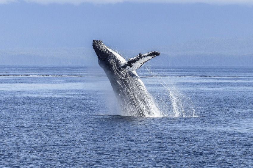 Döbbenetes videó: a horgászok csónakja mellett ugrott ki egy hatalmas bálna