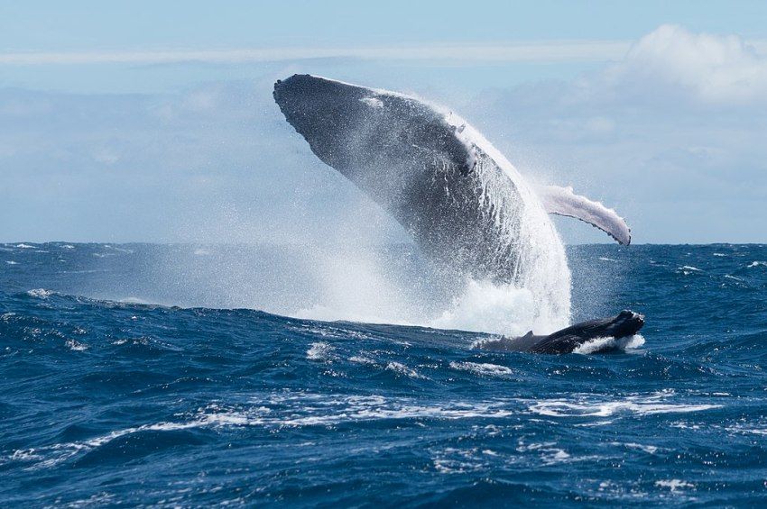 Újabb ország tilthatja be a bálnavadászatot