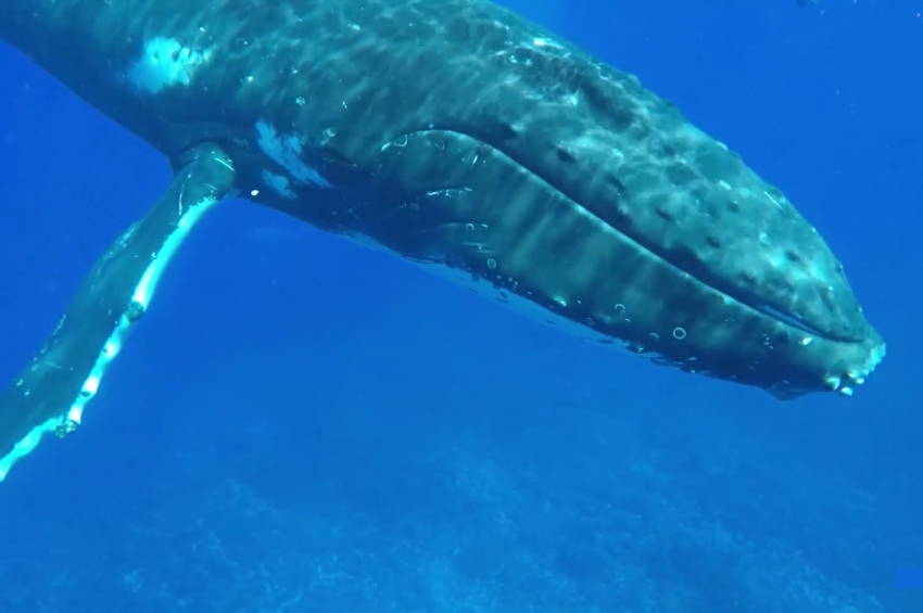 Egy bálna mentette meg a kutatót a cápatámadástól