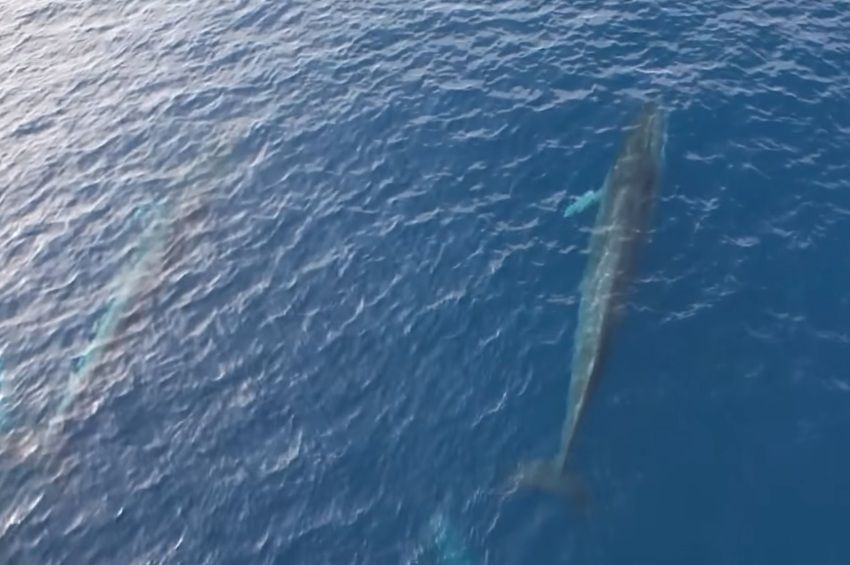 Hatalmas bálnákat filmeztek horgászok az Adriai-tengeren – videóval