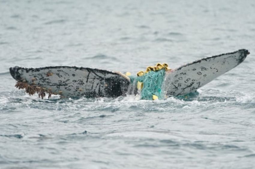 Nem tudtak segíteni a hátúszót vesztett, hálóba gabalyodott bálnán