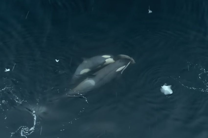 Videó: bálnák próbáltak megmenteni egy fókát a kardszárnyú delfinek támadásától