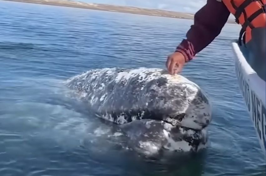Emberekhez fordul a szürke bálna, hogy megszabaduljon parazitáitól – videóval