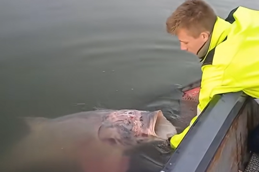 Videó: 60 kilós busát kellett visszaengedni az RSD-be