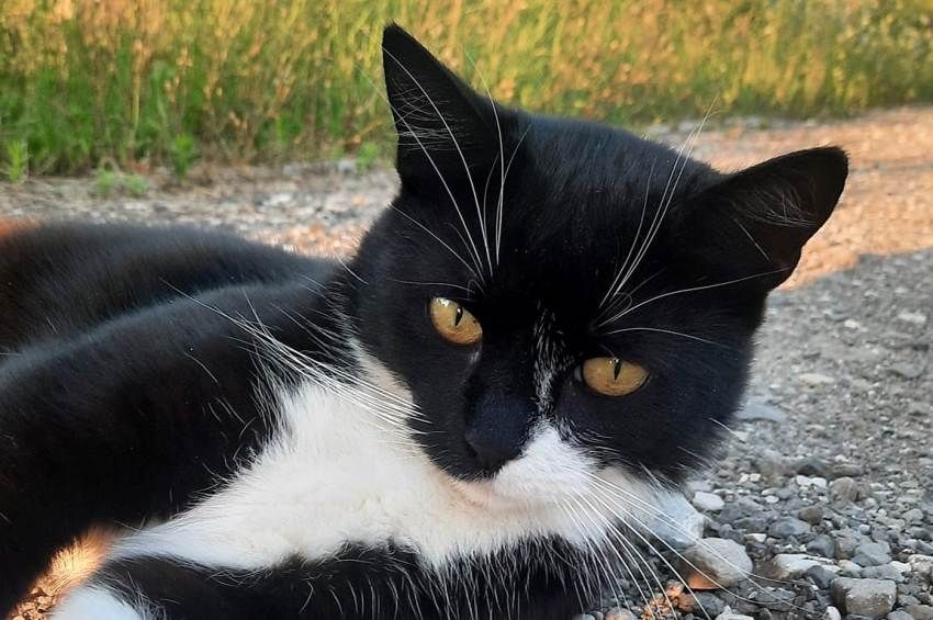 Elhunyt a debreceni horgászok kedvence, Bandi cica