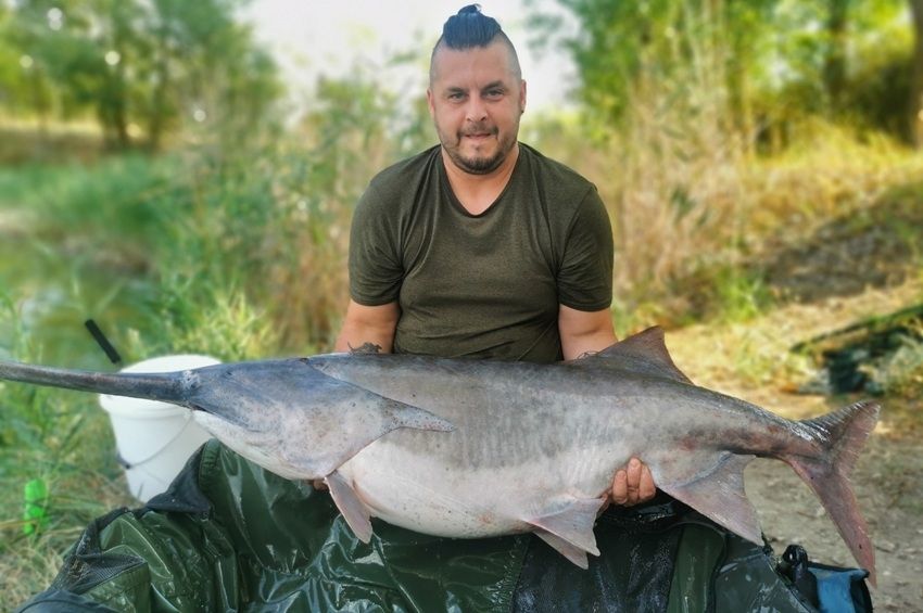 Egy órán belül visszatért a horgászokhoz a 28 kilós laptáporrú tok – fotókkal 