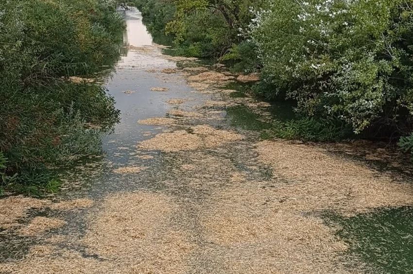 Árpaszalmával védekeznek a kék alga ellen a Bárkás-csatornán