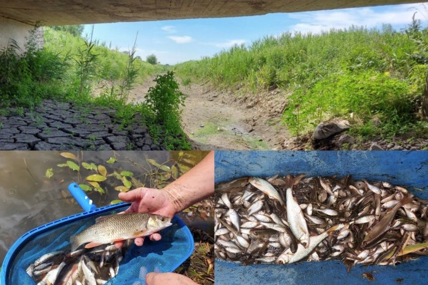 45 kiló halat mentettek meg a kiszáradt Bársonyos patakból