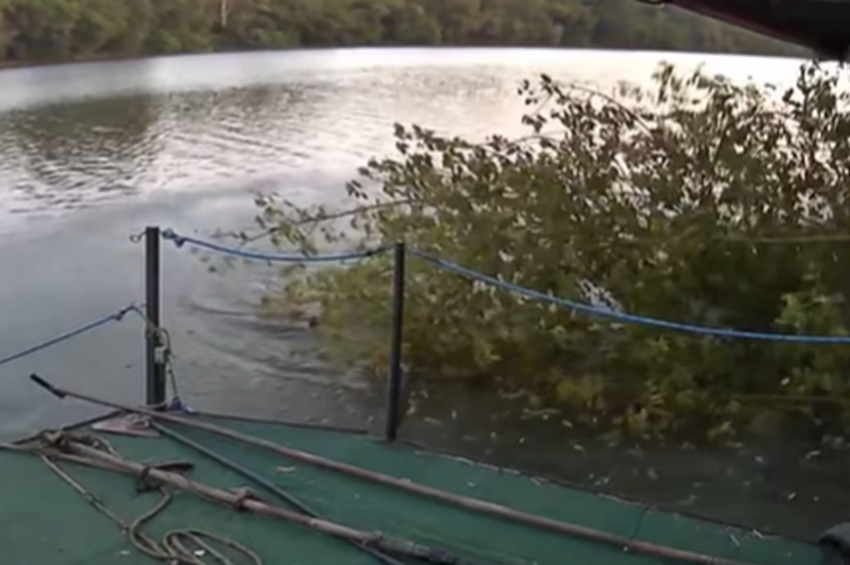 Videó: a horgász stégje mellé dőlt be egy fa a Tiszán