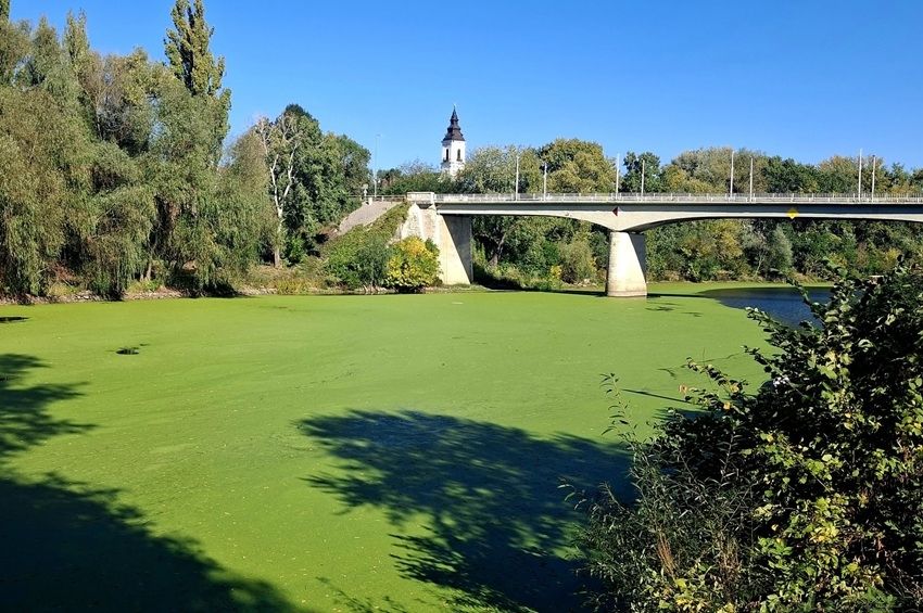 Békalencse borítja a Bodrog egyes szakaszait, harmadfokú készültséget rendeltek el – fotókkal 