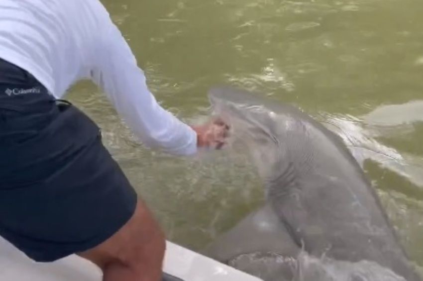 Videó: kezet akart mosni a horgász, de egy cápa elkapta, és vízbe rántotta