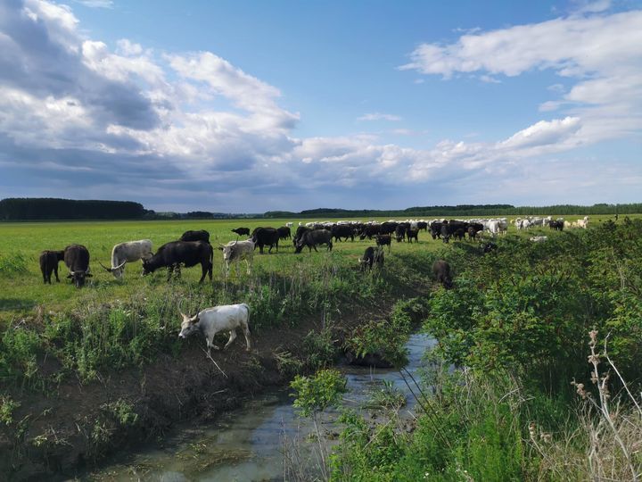 Szürkemarhák foglalták el a Bivaly-tó hullámterét