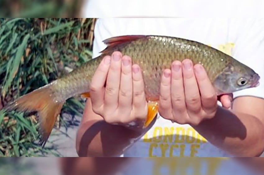A hal száját figyeld a bodorka és a vörösszárnyú megkülönböztetéséhez!