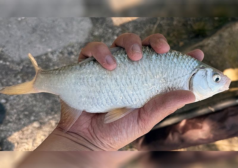 Hasonló halak tréfálták meg a balatoni horgászt 