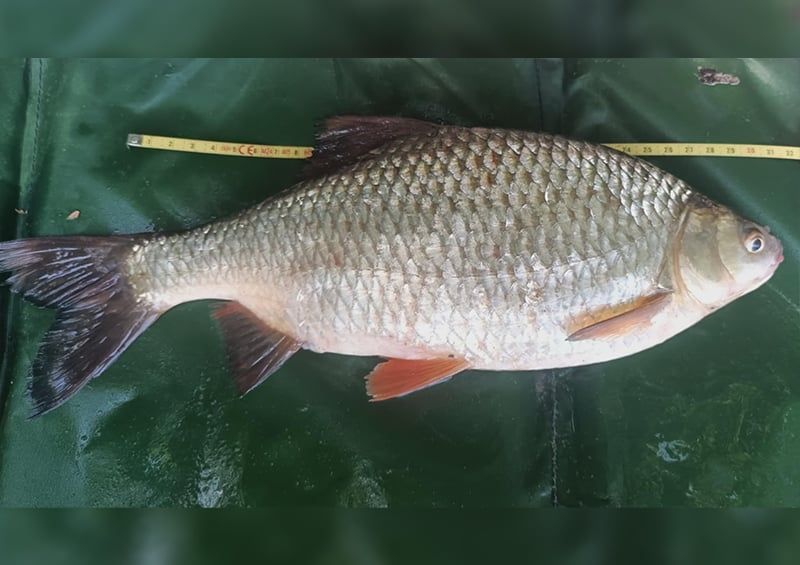 Narancsos hal késztette töprengésre a tiszai horgászt