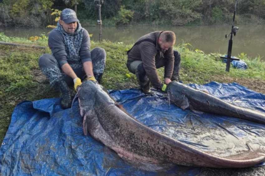 Fél nap alatt vált csodahorgászattá a bodrogi harcsázás – fotókkal 