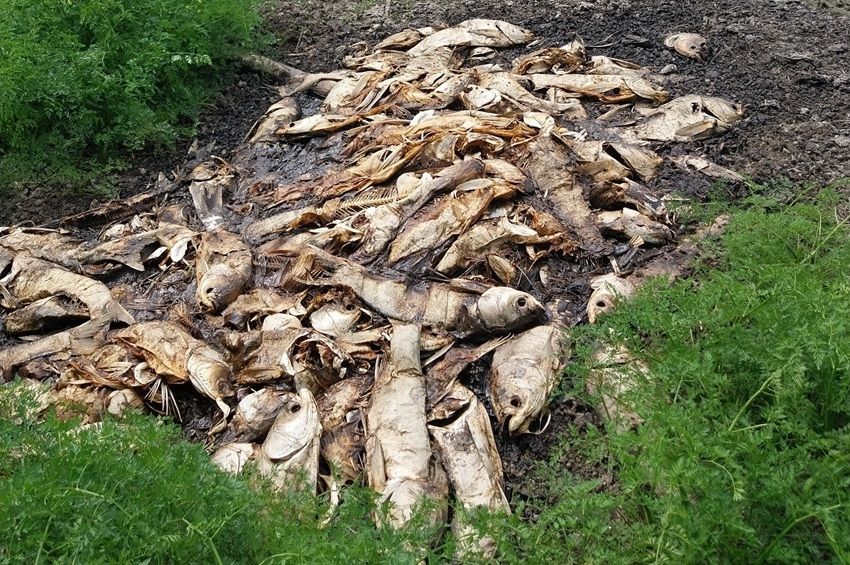 Halomban állnak a busatetemek a kiszáradt Akolszögi Holt-Tisza partján – videóval 
