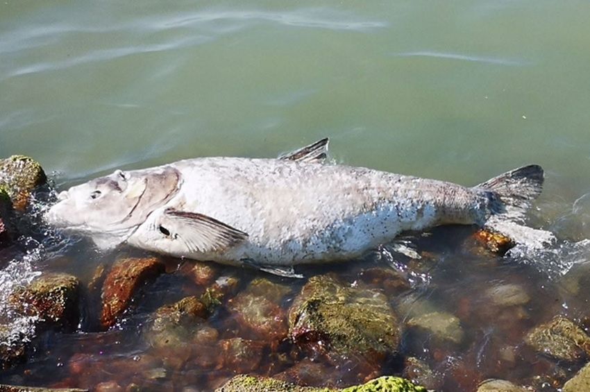 Egyméteres busa tetemét vetette partra a Balaton Siófoknál 