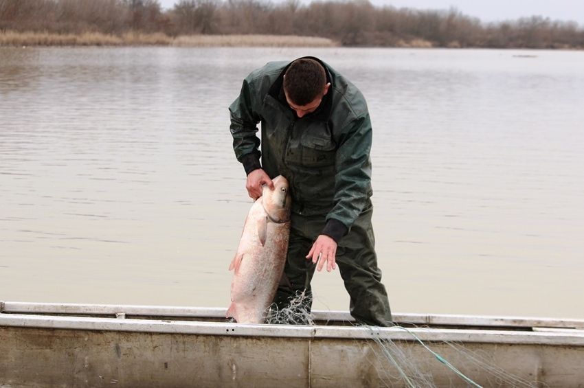 Öt tonna felett zárták a novembert a Tisza-tavi halászok 