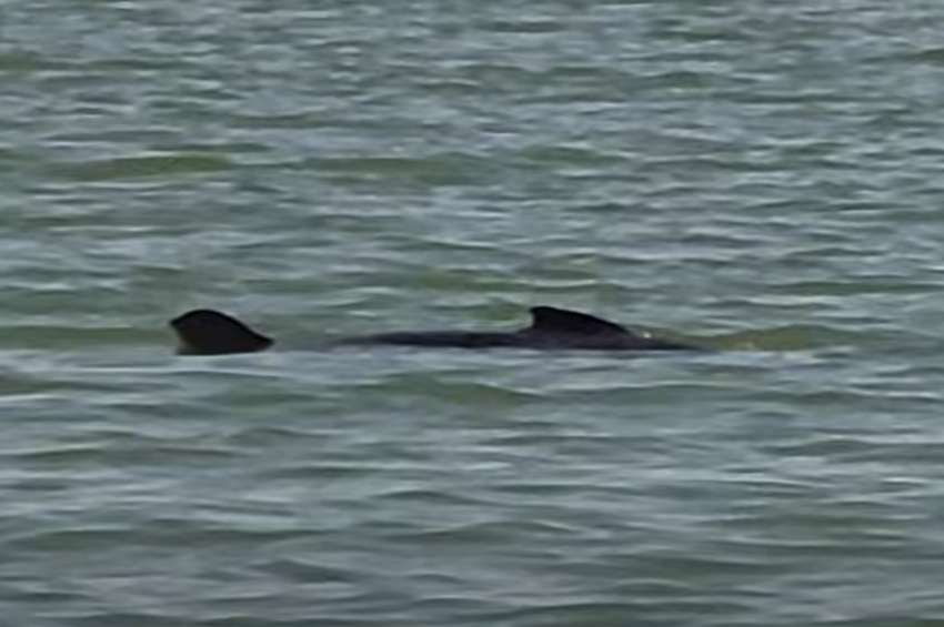 Videó: cápamódba kapcsolt egy 50 pluszos busa a Balatonon